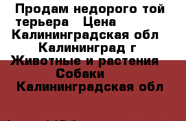 Продам недорого той-терьера › Цена ­ 6 500 - Калининградская обл., Калининград г. Животные и растения » Собаки   . Калининградская обл.